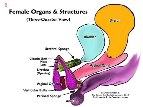 Vagina The vagina is a tube-shaped passage main. . Sexually aroused by internal organs